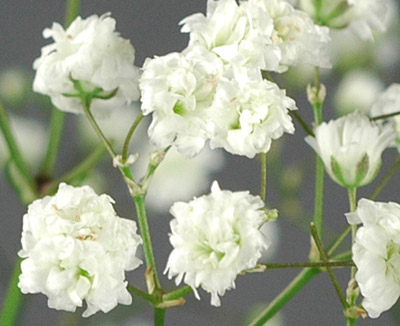 Gypsophila Paniculata